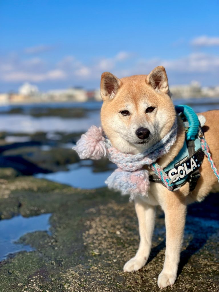 ところどころ水たまりのできた岩場の上に立ってこちらを見ている茶色の柴犬。