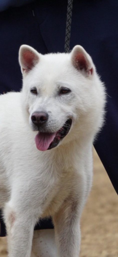 舌を出しながら立っている白い紀州犬のアップ。