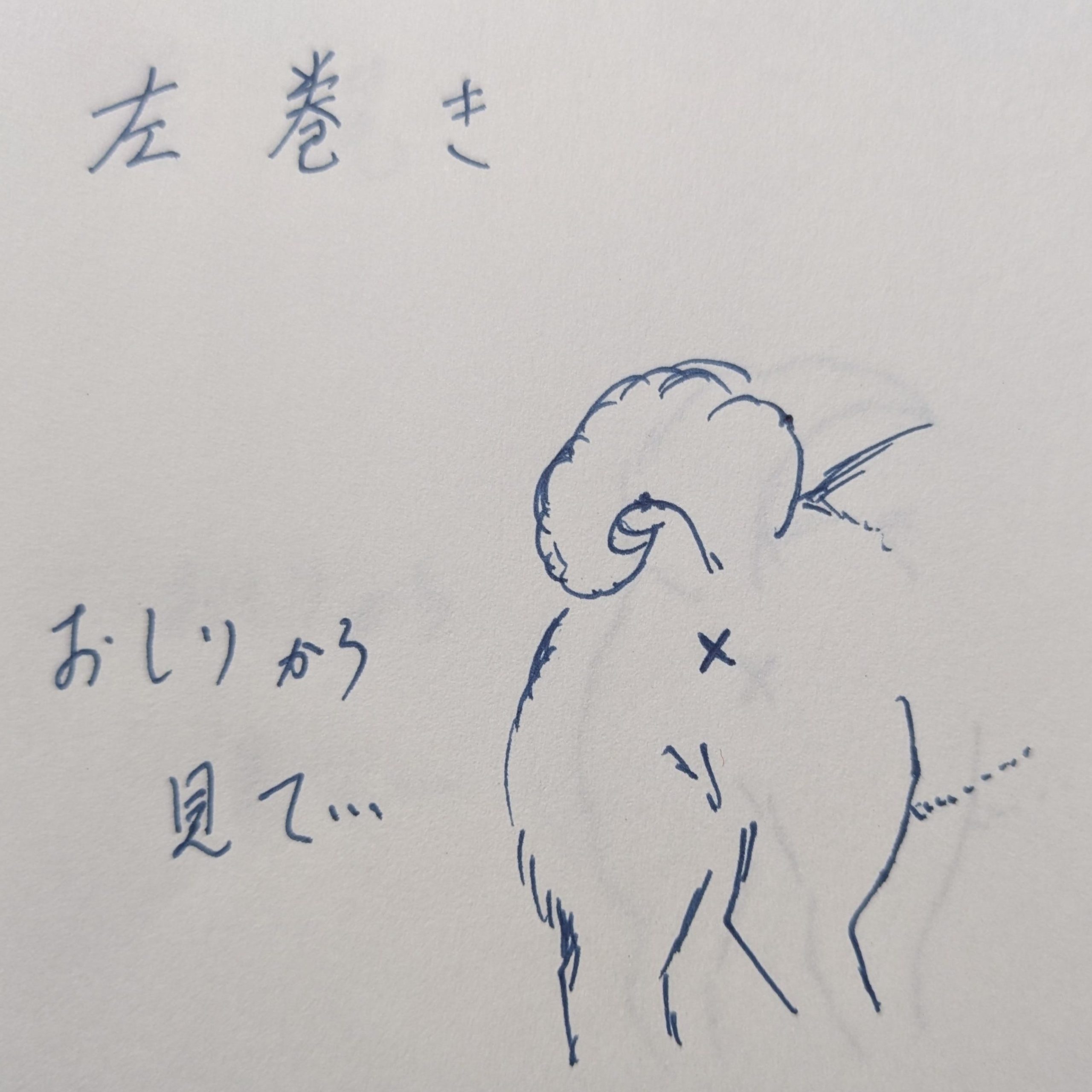 左巻きのしっぽを解説したイラスト