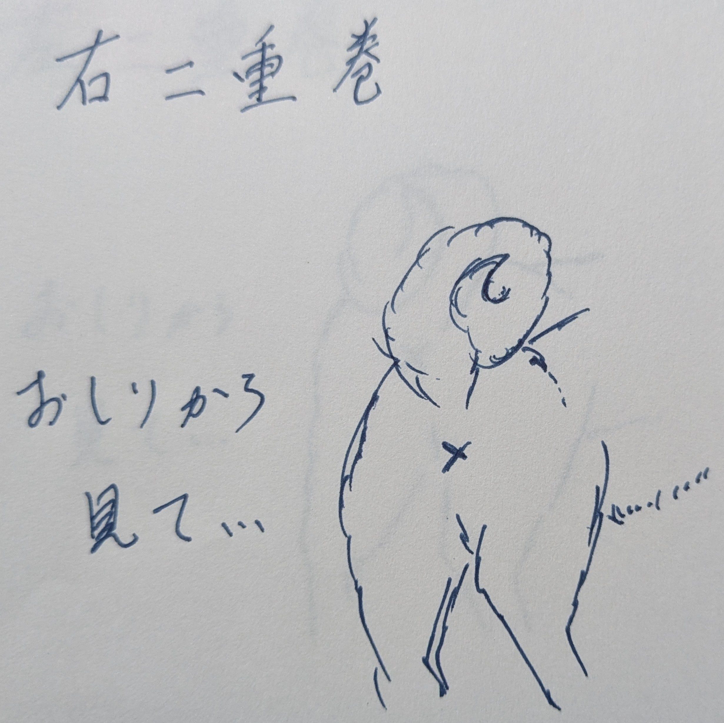 右二重巻きのしっぽを解説したイラスト