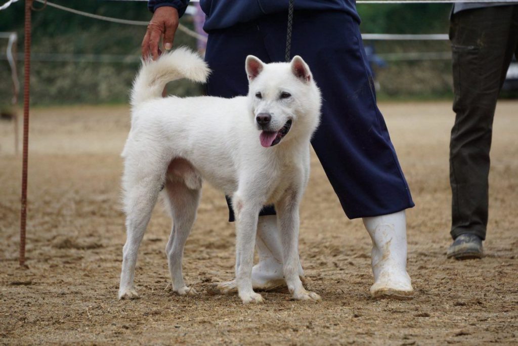 白い紀州犬が人の前に立っている様子。