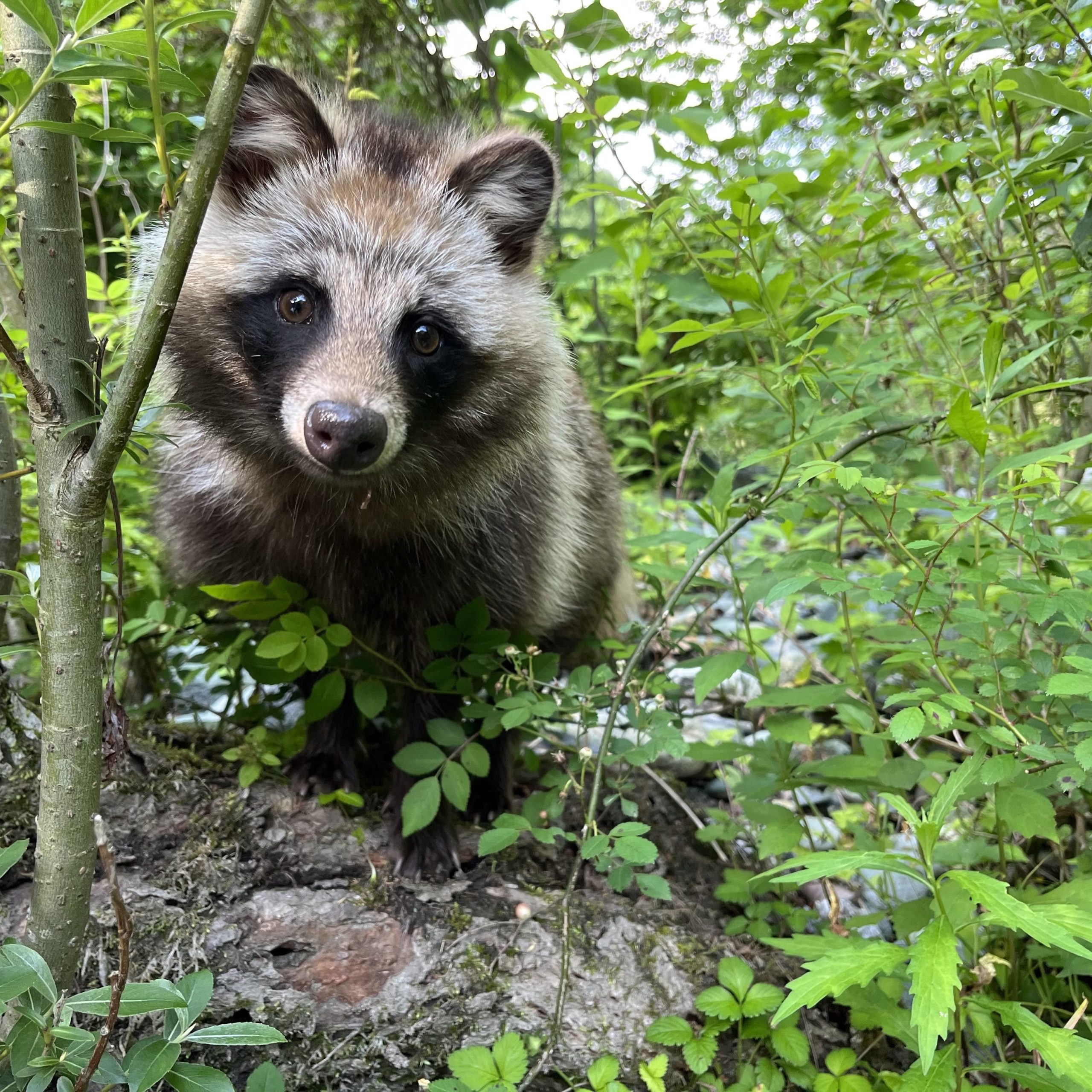 緑生い茂る空間できょとんとこちらを見つめているたぬき。