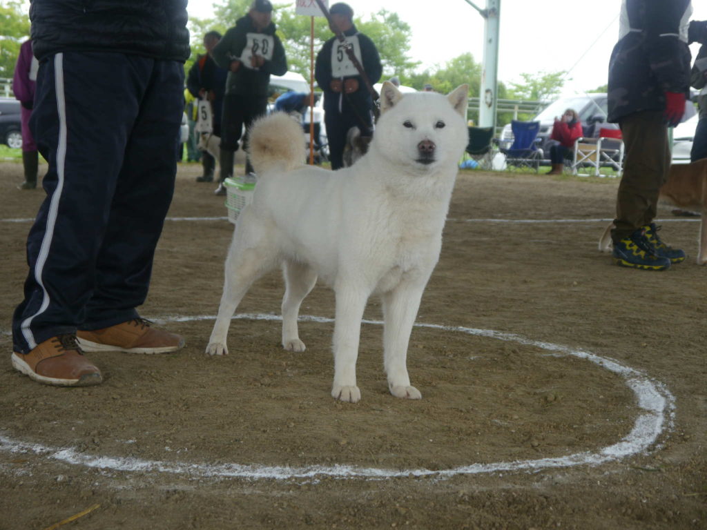 砂の上に白い円が描かれており、その中に人と一緒に入っている真っ白な北海道犬。