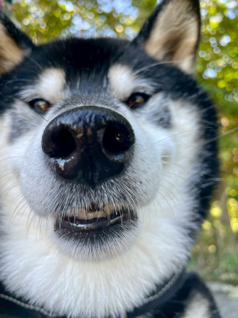 自然の中で口角を釣り上げて笑っている黒柴の豆ちゃん。
