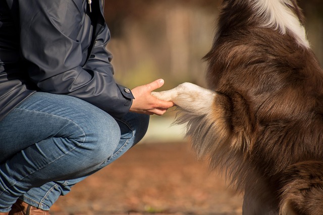 白とこげ茶色のふわふわな毛並みを持つ犬がジーンズをはいた人間にお手をしている様子。