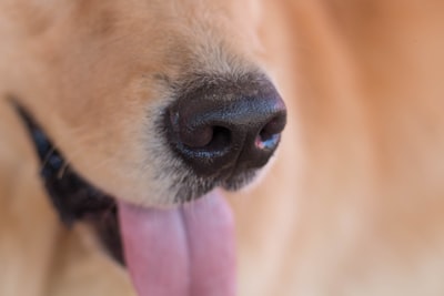 犬の鼻と舌のアップ